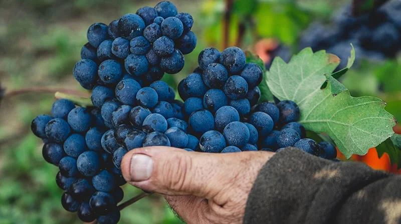 Agricoltura rigenerativa