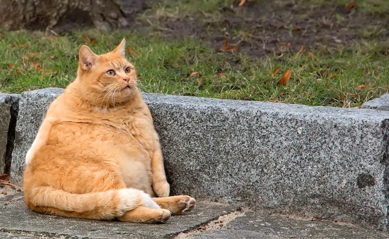 gatto 1
