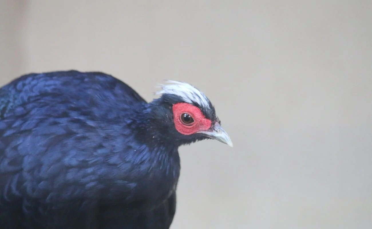 birdwatching intelligenza artificiale