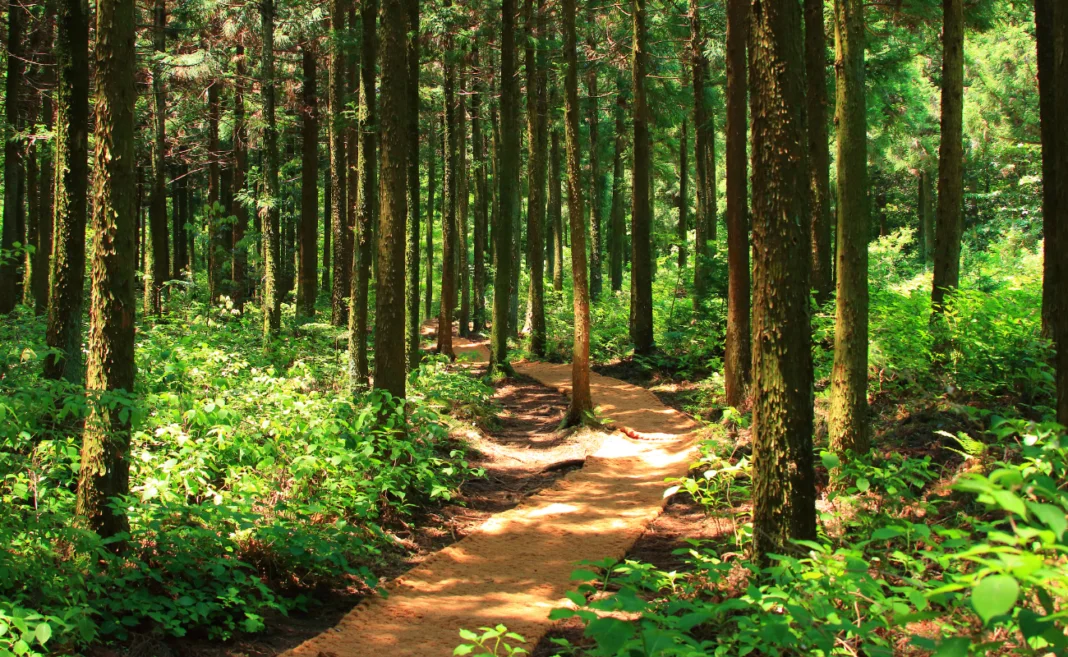 foreste copertina