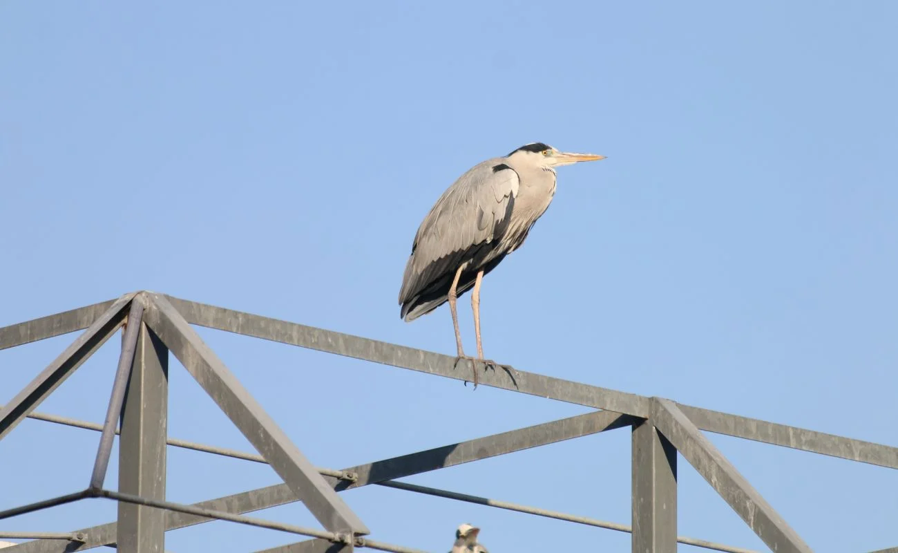birdwatching intelligenza artificiale