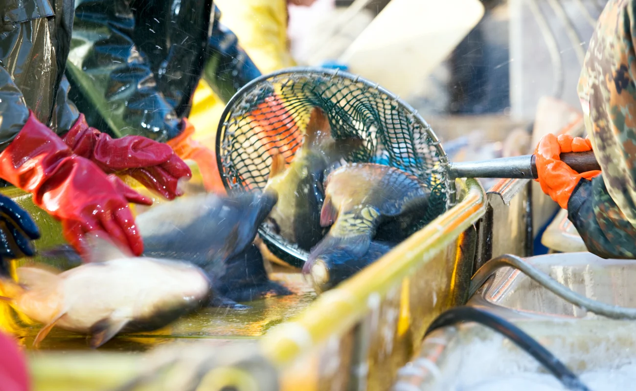 pesca 1