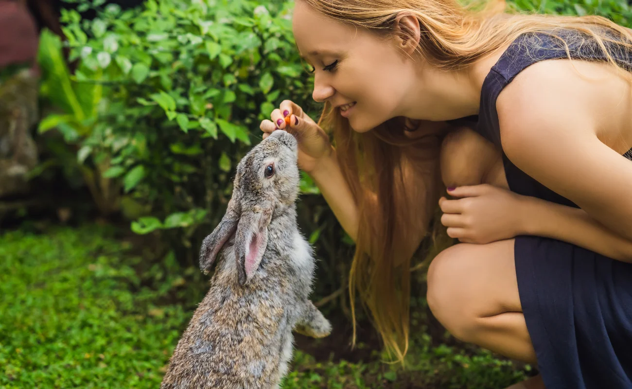 animali 3