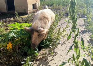 Agripunk allevamento