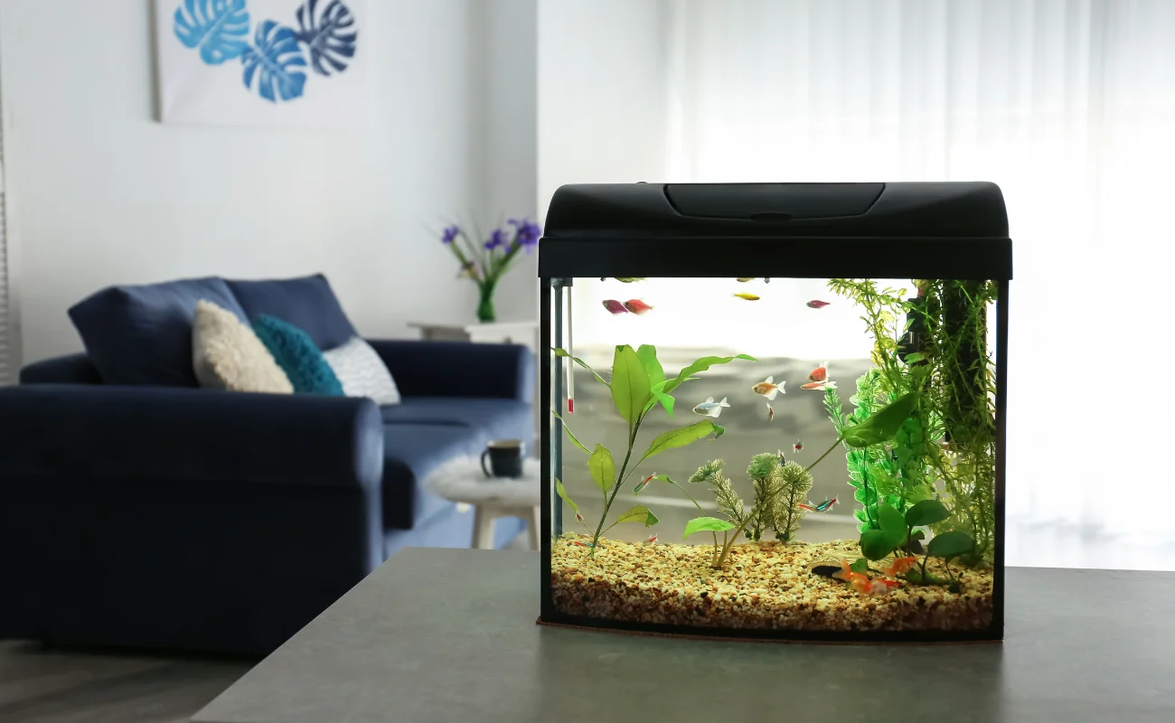 acquario 2