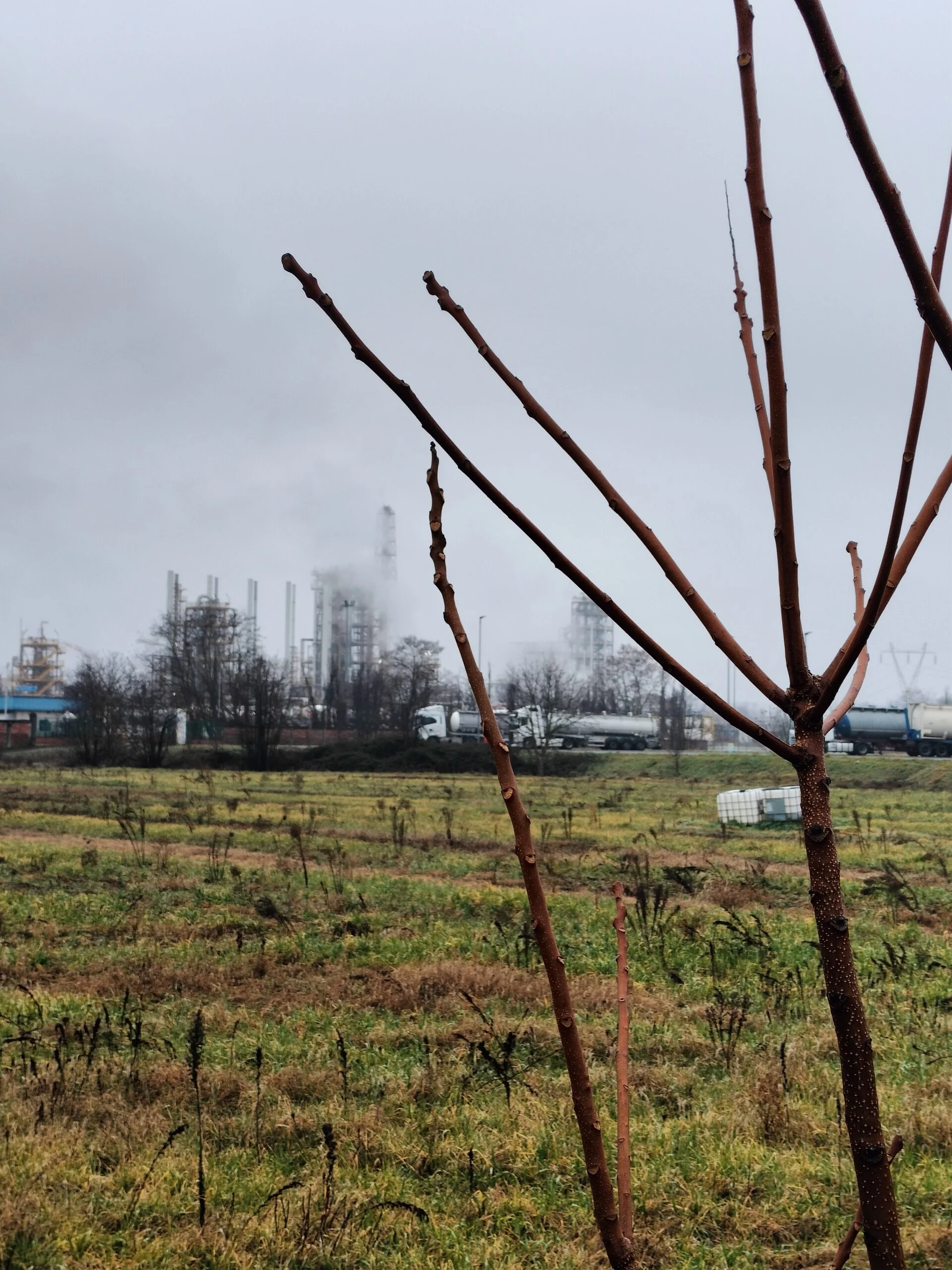 pfas alessandria
