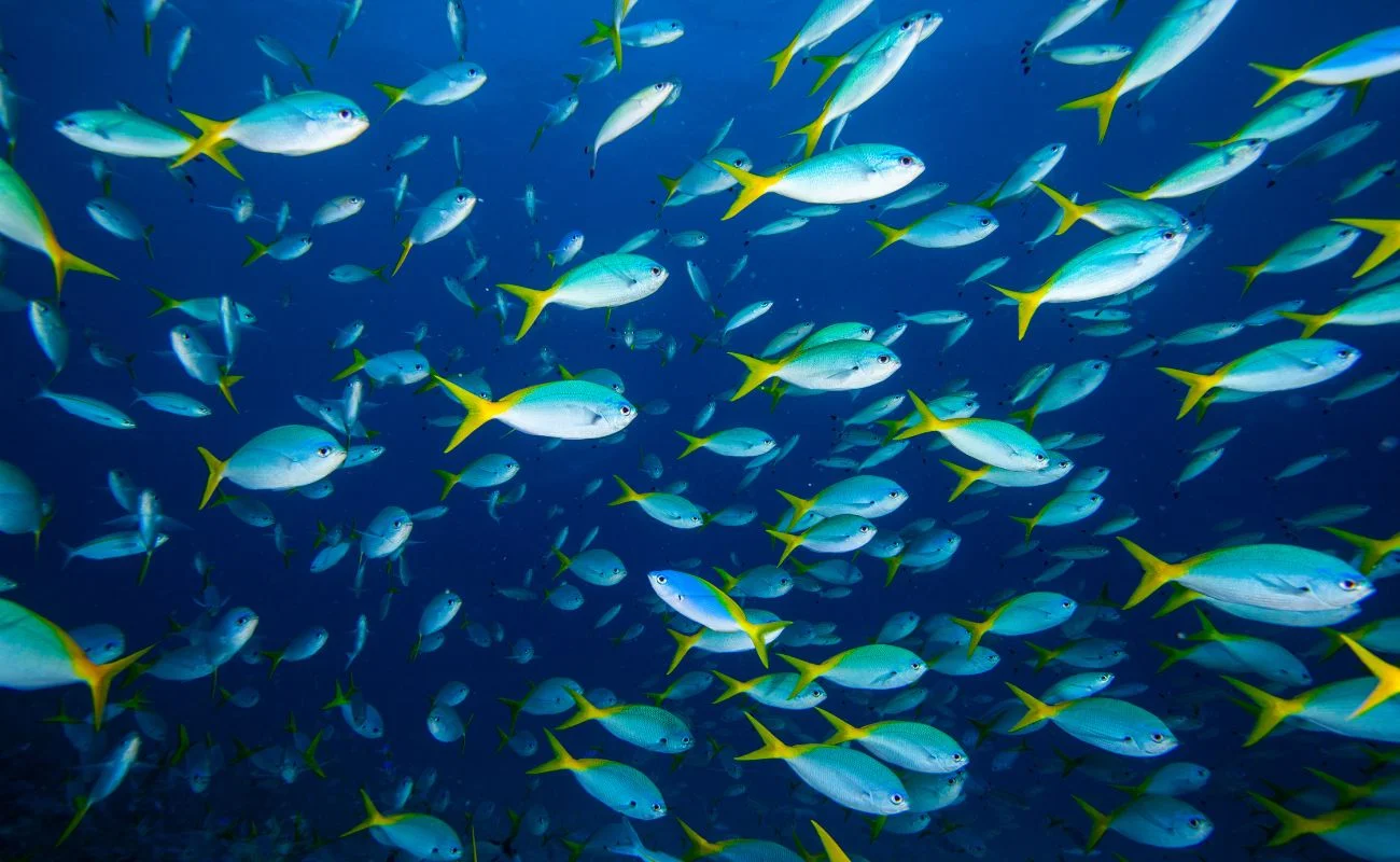 sussidi pesca WTO