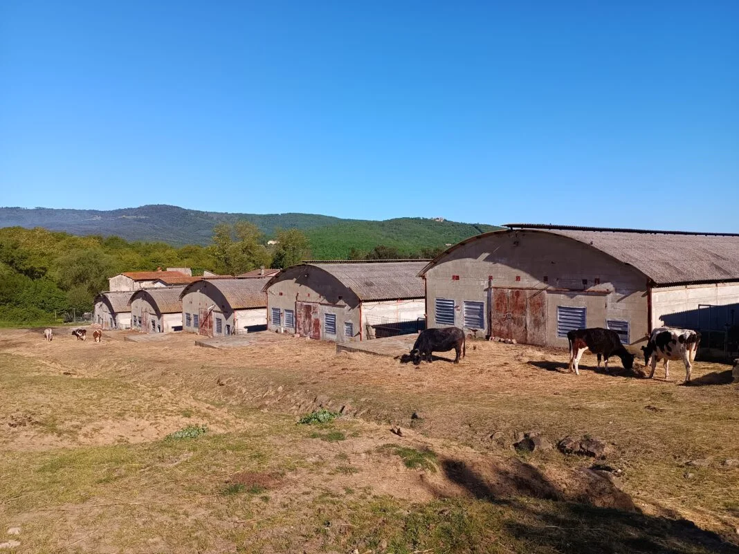 Agripunk allevamento