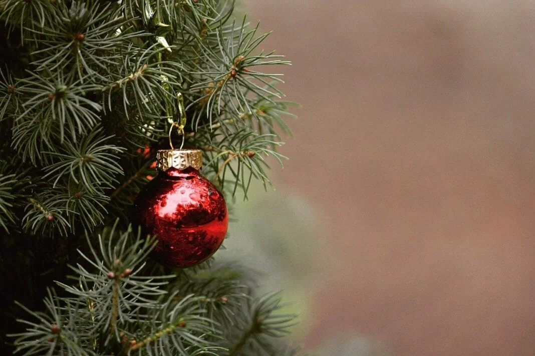 albero Natale sostenibile