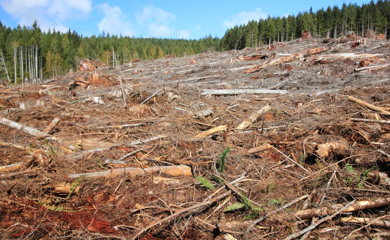 ue deforestazione 1