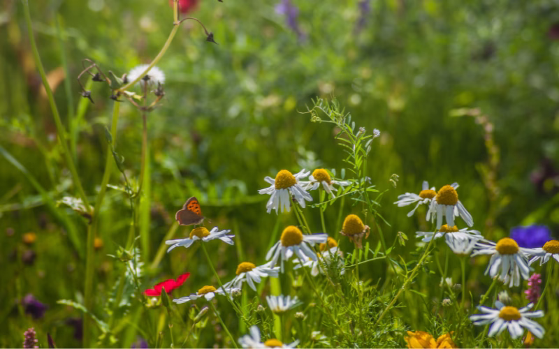 biodiversità