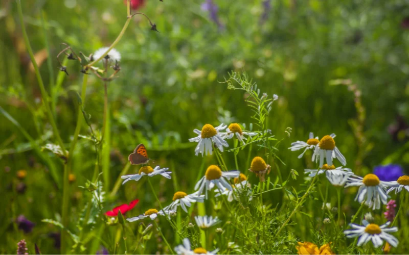 biodiversit&agrave;
