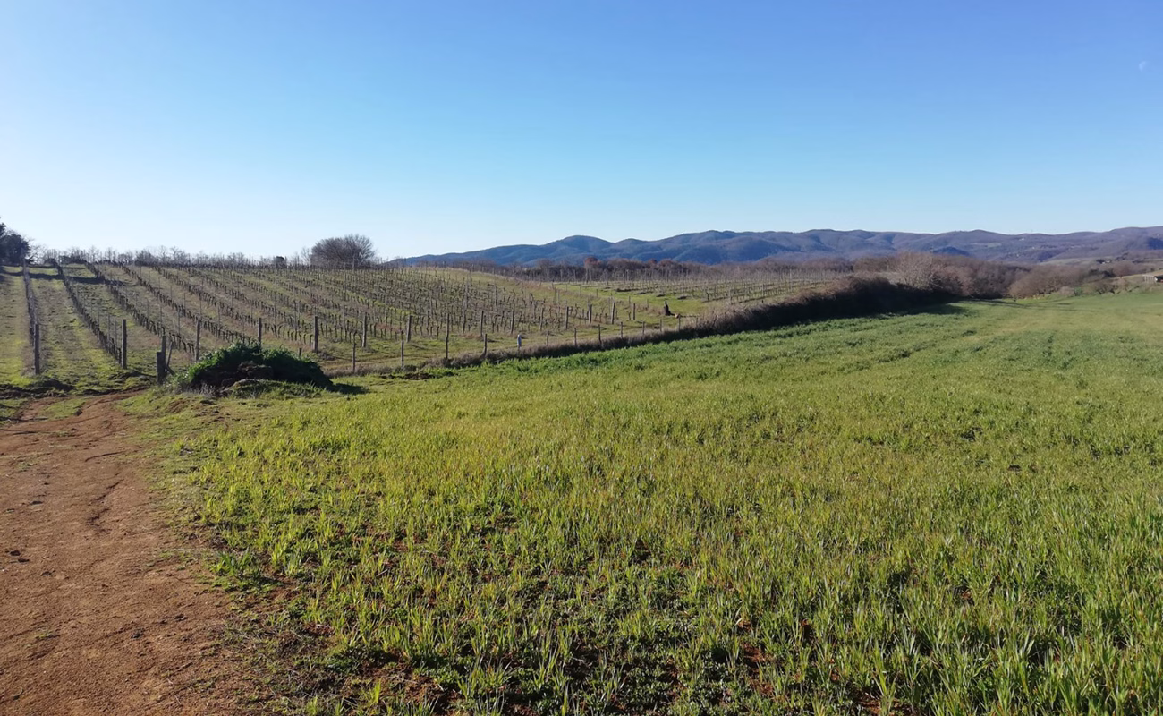 vino dumatt vigna
