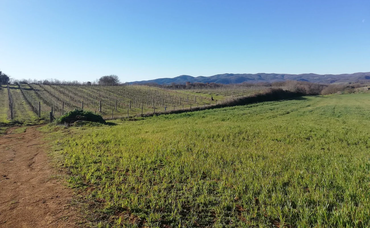 vino dumatt vigna