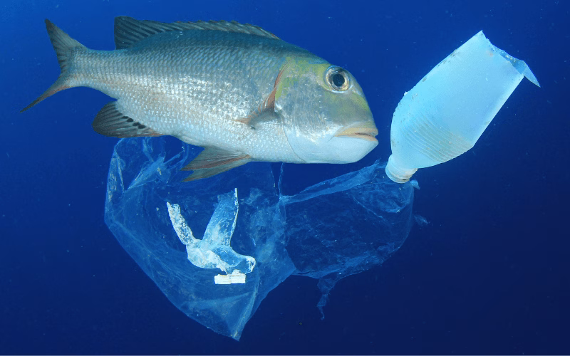 Pesca plastica