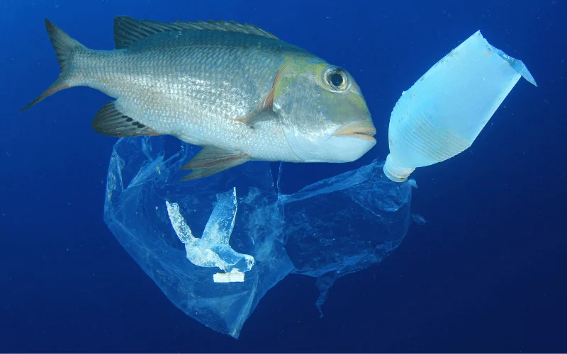 Pesca plastica