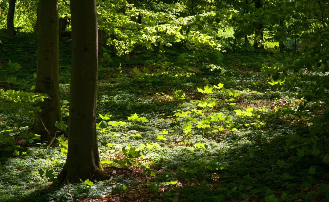 notizie ambiente 2025