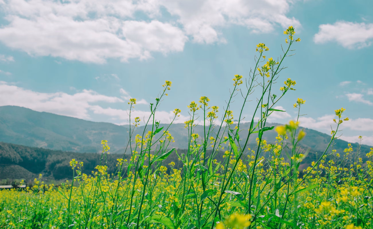 natura 2
