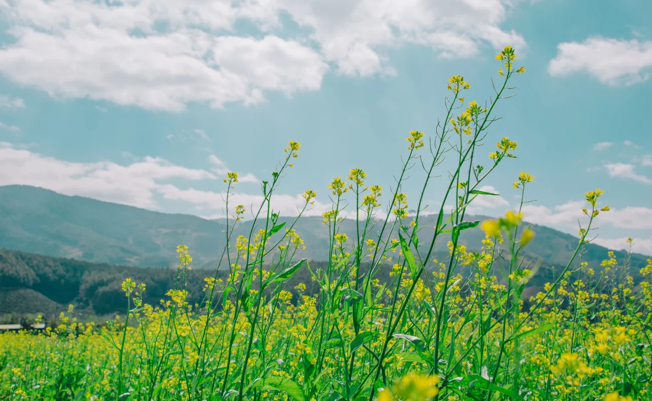 natura 2