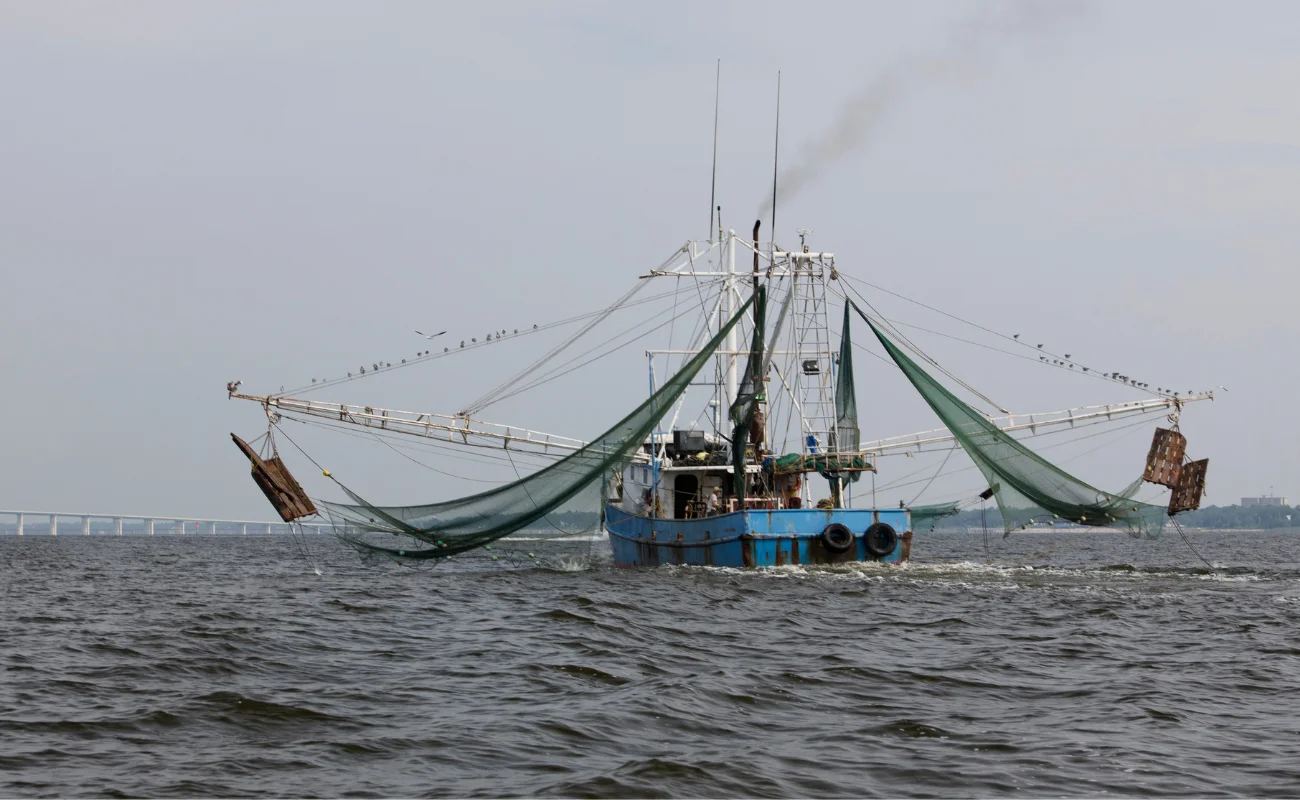 pesca 2