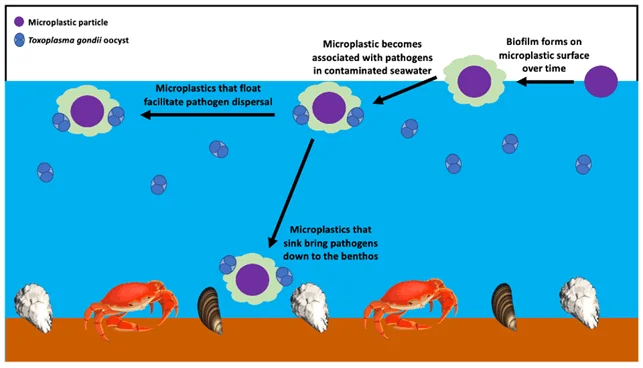Microplastiche nel sangue corpo umano