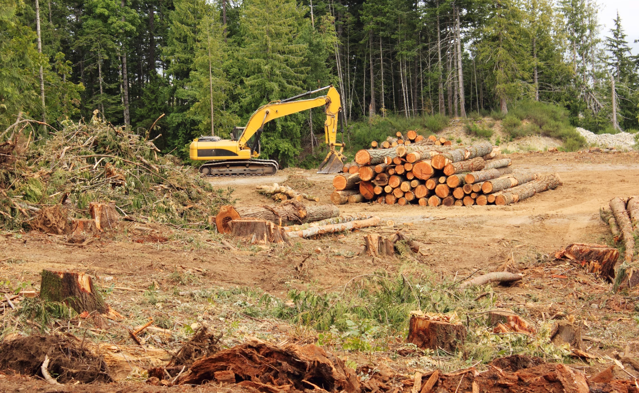 regolamento deforestazione lavori