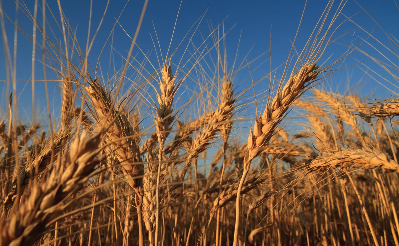 pasta grano