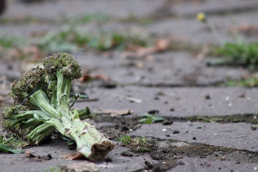 consigli contro lo spreco di cibo