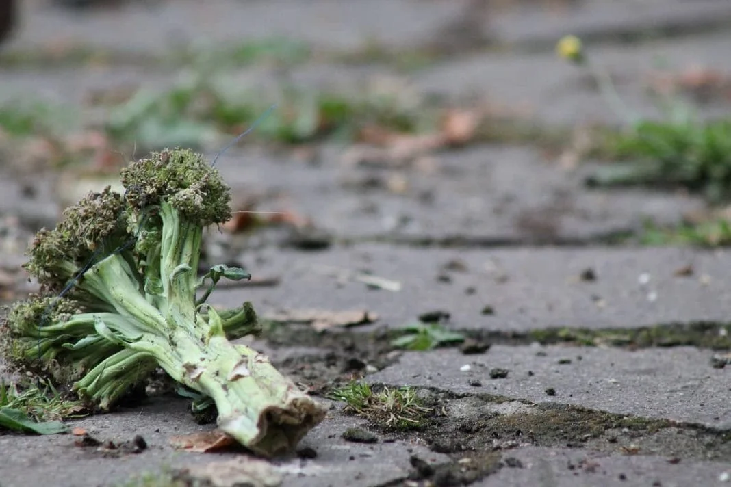 consigli contro lo spreco di cibo