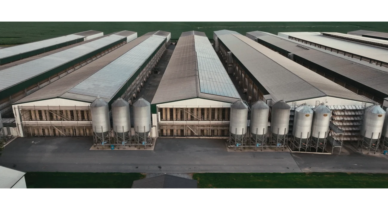 allevamenti sistema alimentare agricoltura