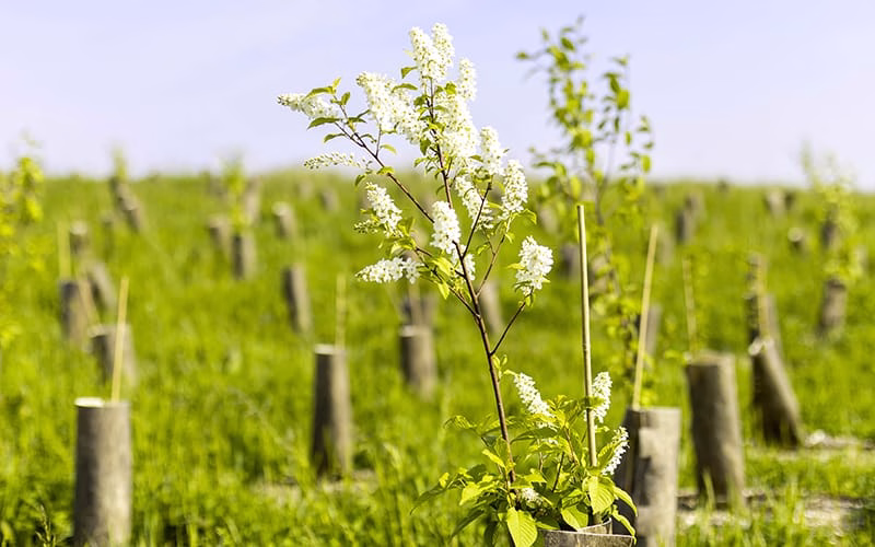 alberi piantati