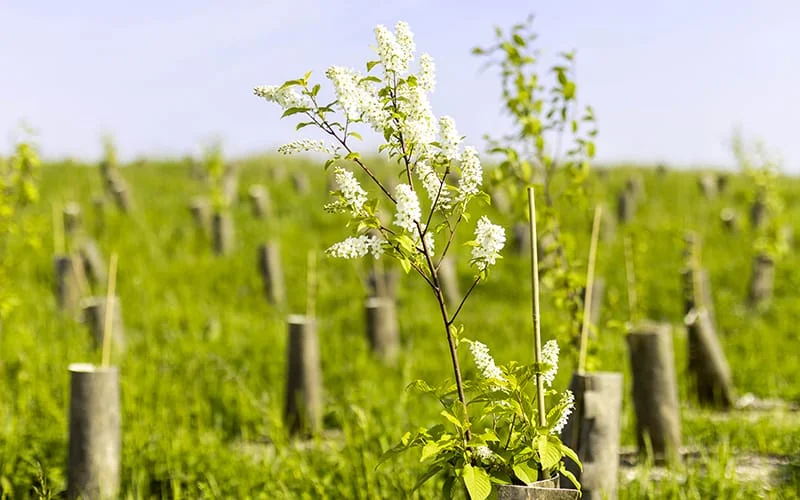 alberi piantati