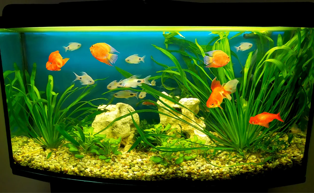 acquario 1