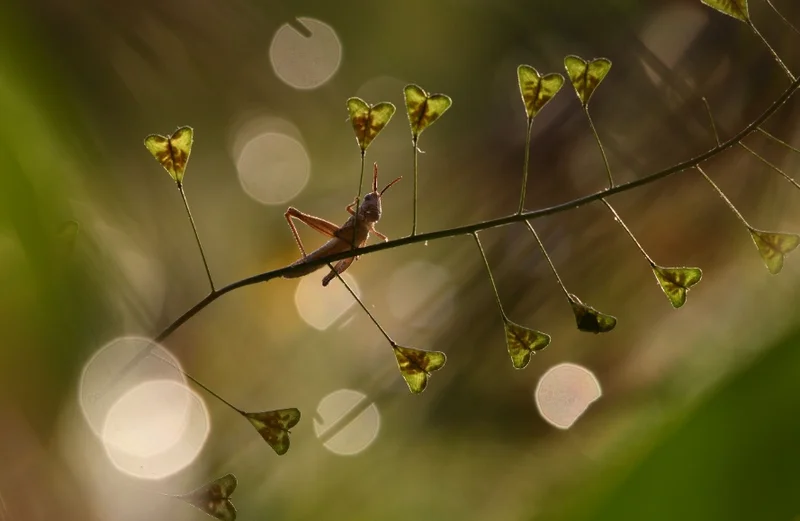foto ambiente