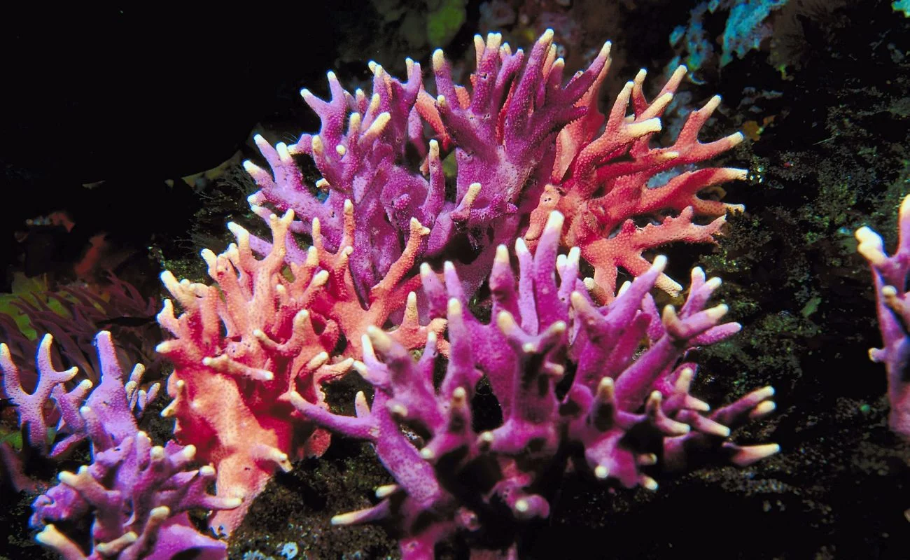 coralli barriere coralline