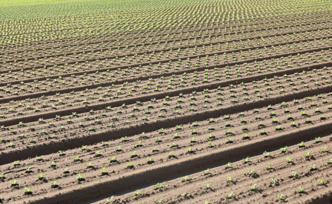agricoltura allevamento ambiente