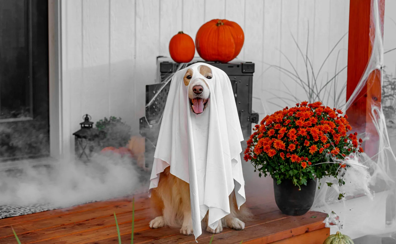 Halloween costumi