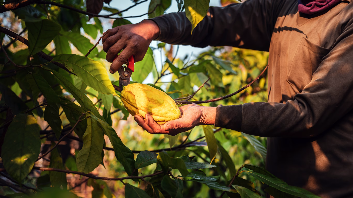 cacao
