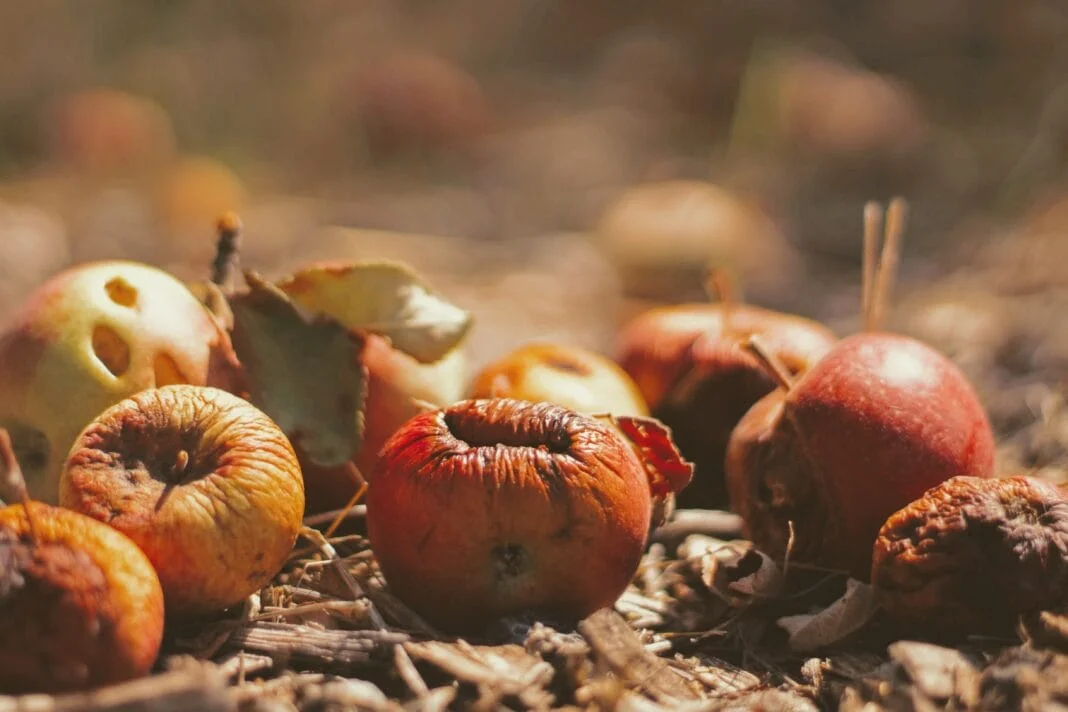 spreco alimentare