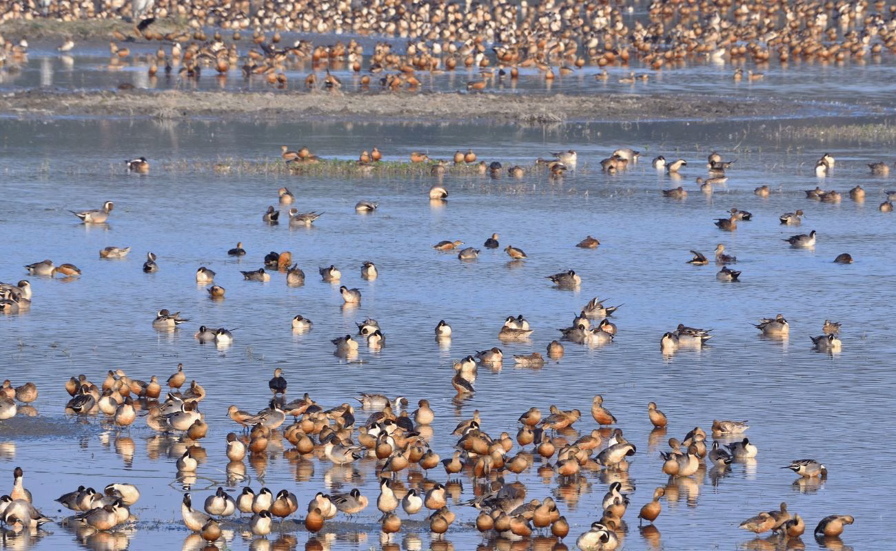 biodiversit&agrave; clima