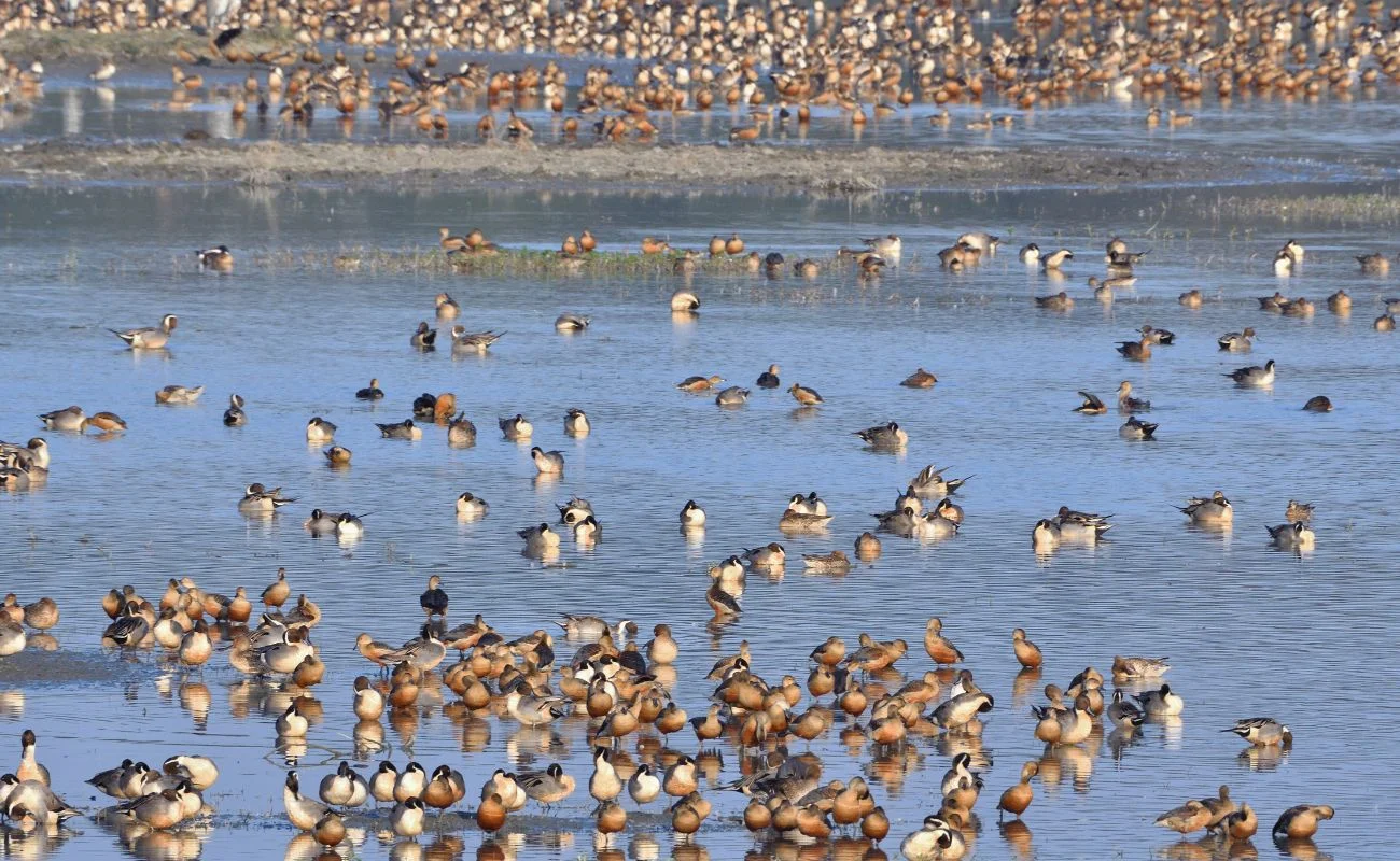 biodiversit&agrave; clima