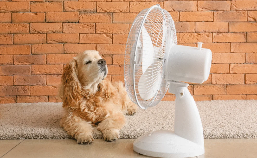 RAEE ESTATE VENTILATORE