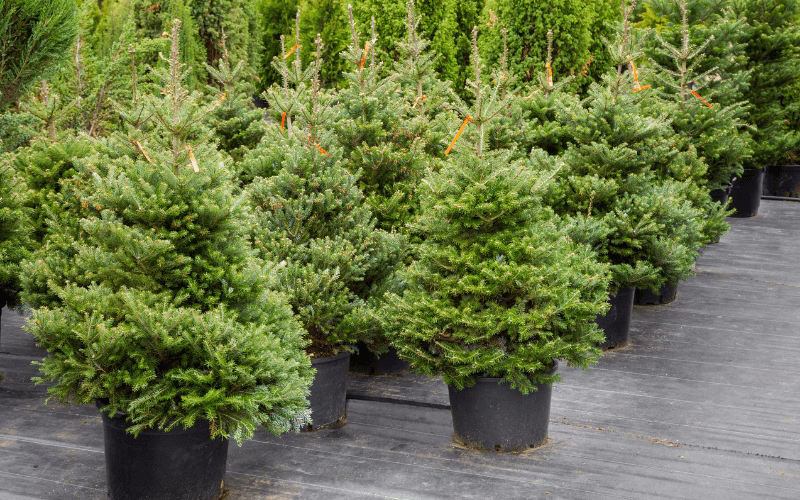albero di natale vero