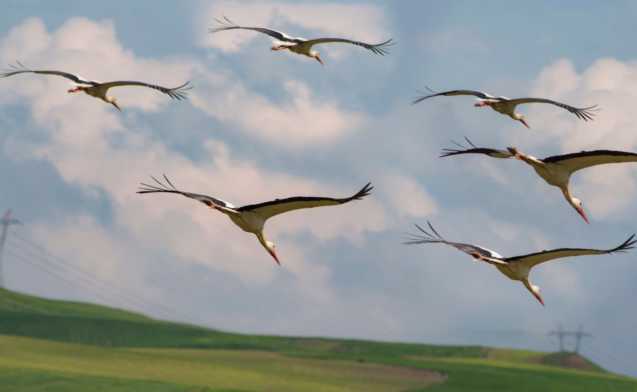 biodiversit&agrave; clima