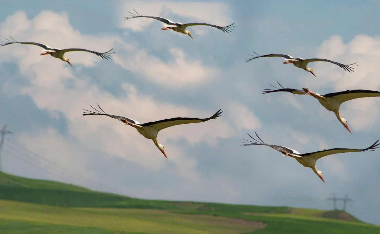 biodiversit&agrave; clima