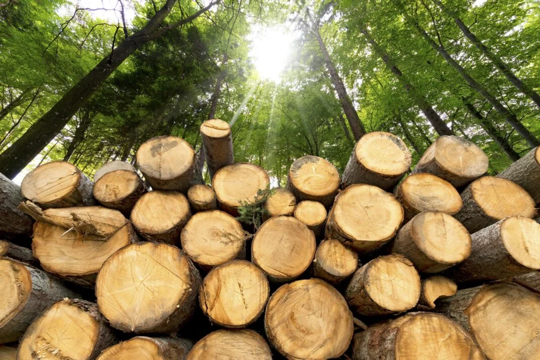 deforestazione