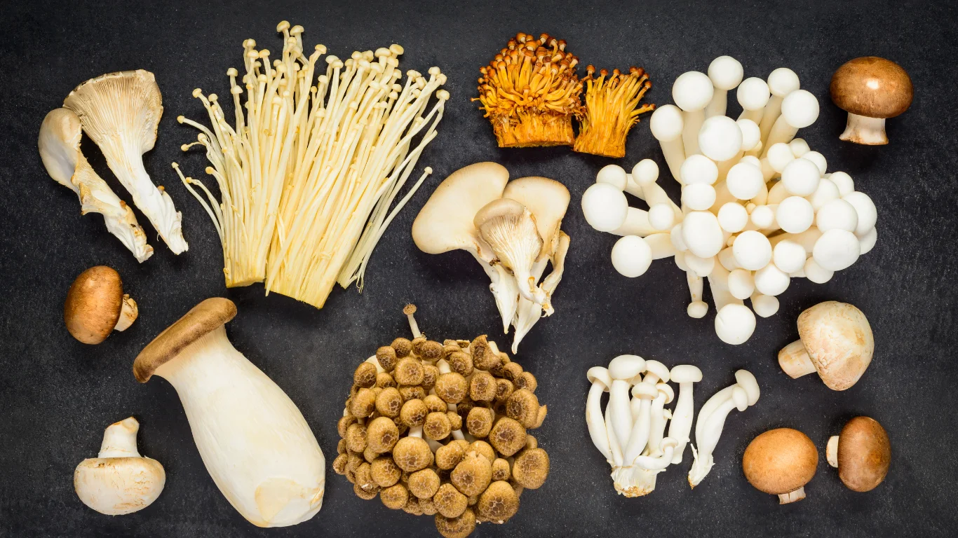 contenitori funghi