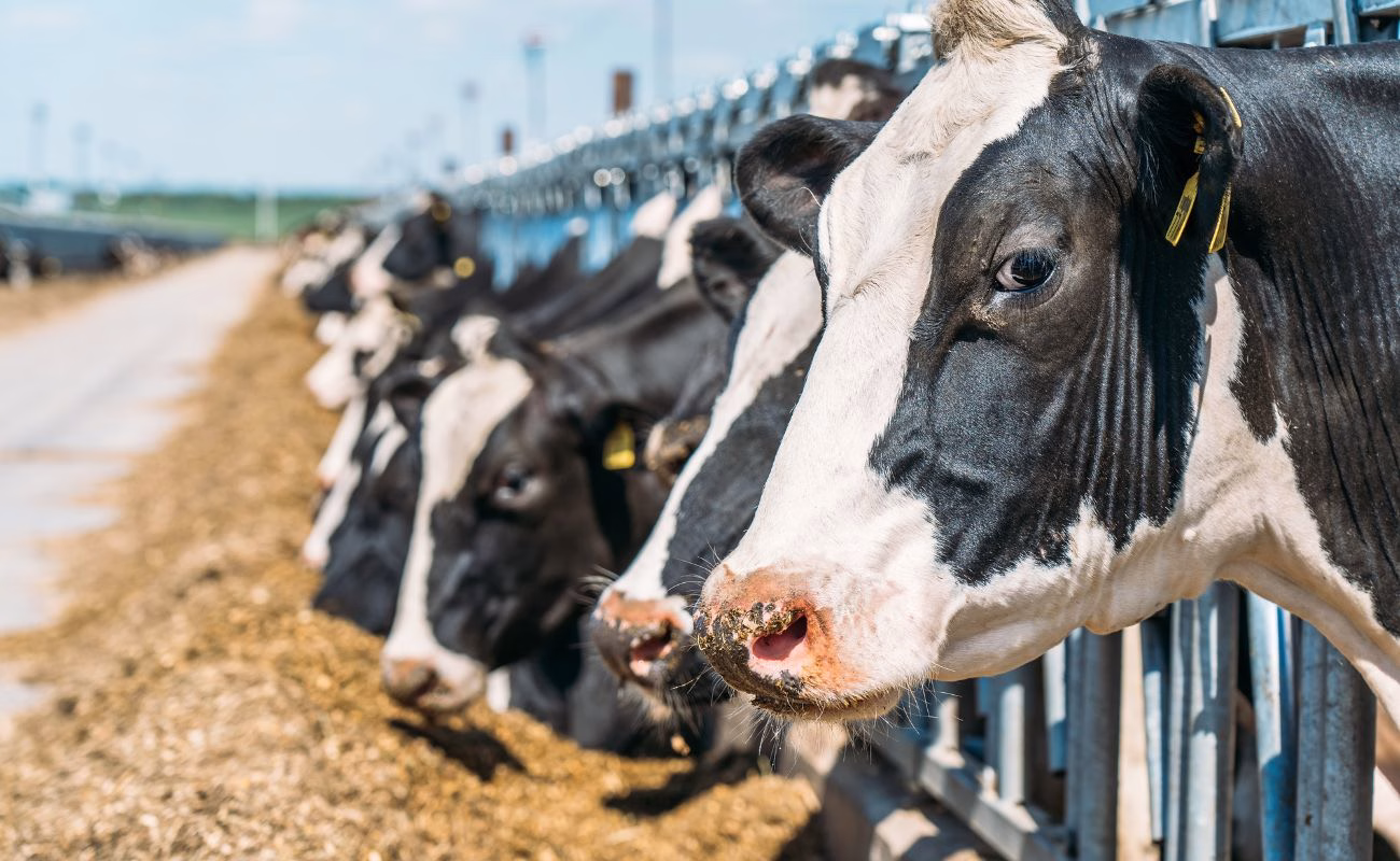 carne allevamenti greenwashing