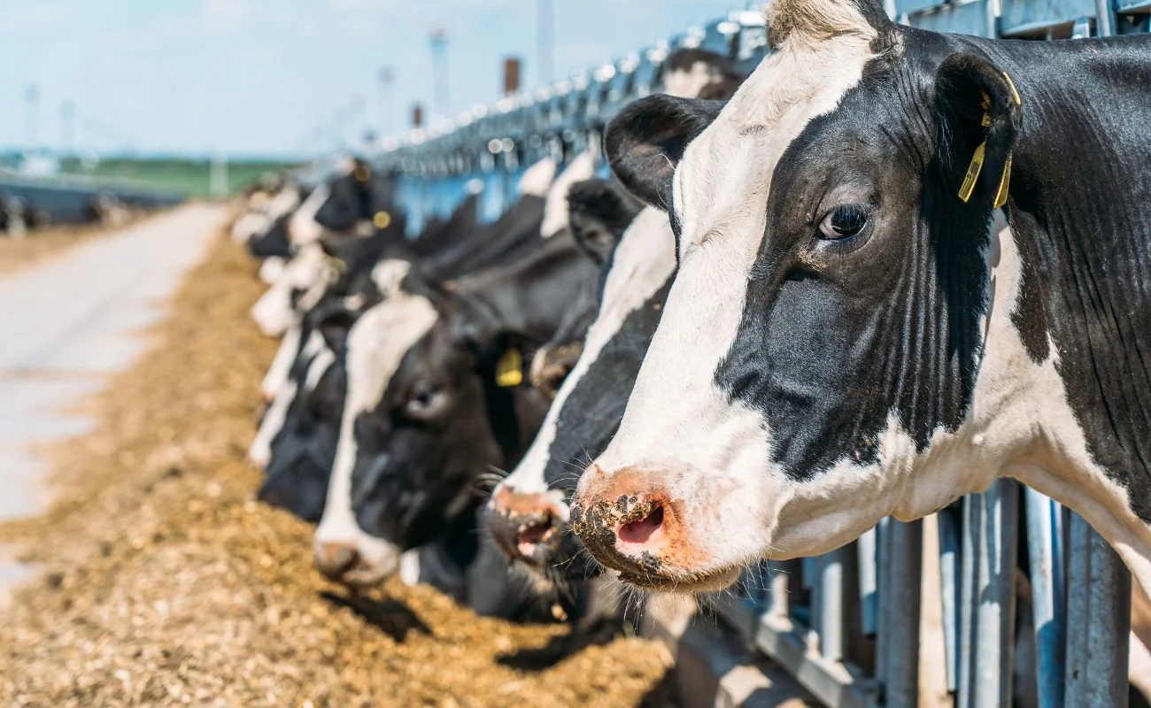 carne allevamenti greenwashing