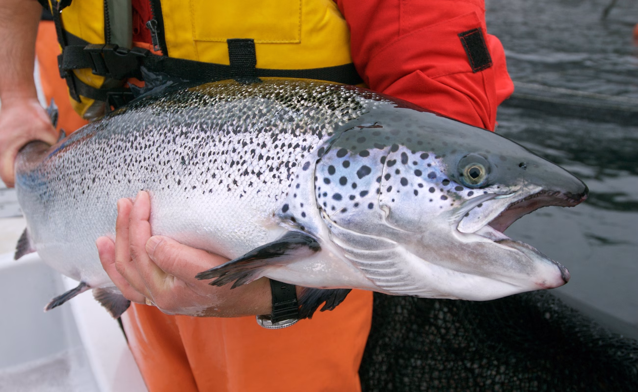 allevamenti salmoni pesca